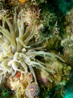 Giant Anemone IMG 7288